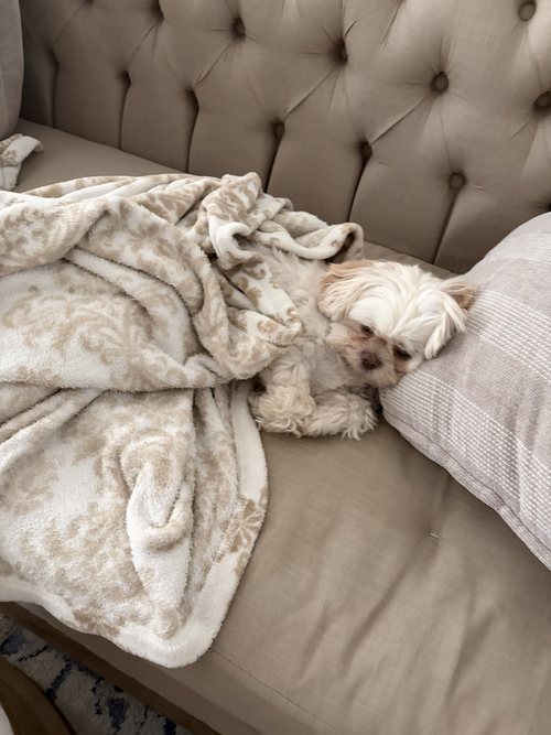 Pumpkin, Avery's fluffy white pup, snuggled in a blanket